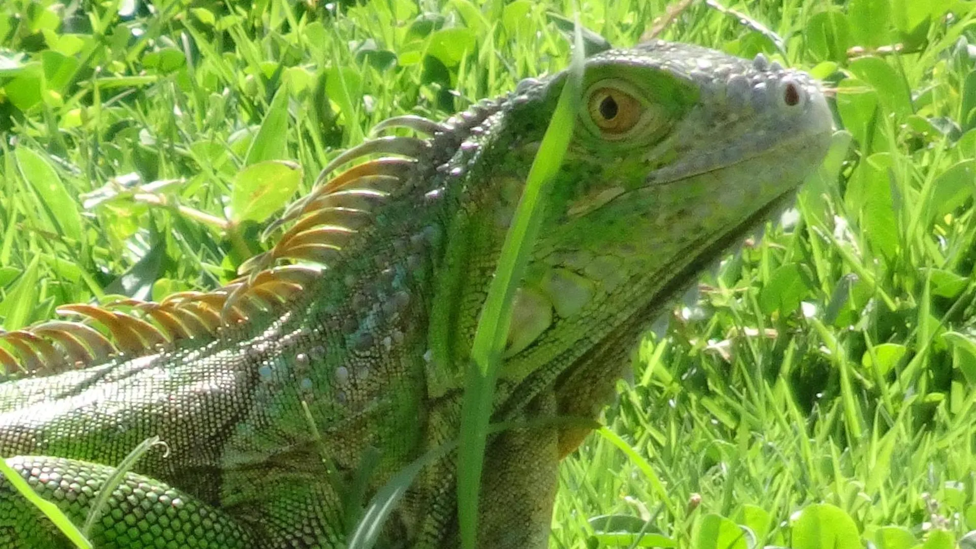 Blue Lizard House Villa San Andres  Lodge San Andres (San Andres and Providencia Islands)