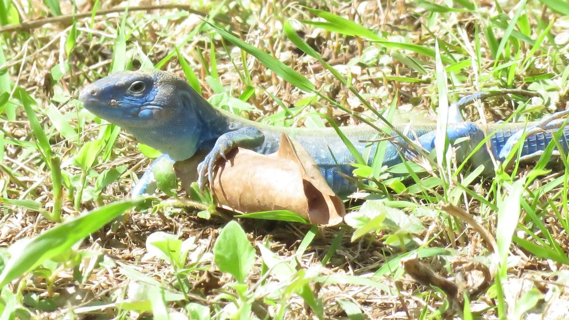 Blue Lizard House Villa San Andres  0*, San Andres (San Andres and Providencia Islands) Colombia